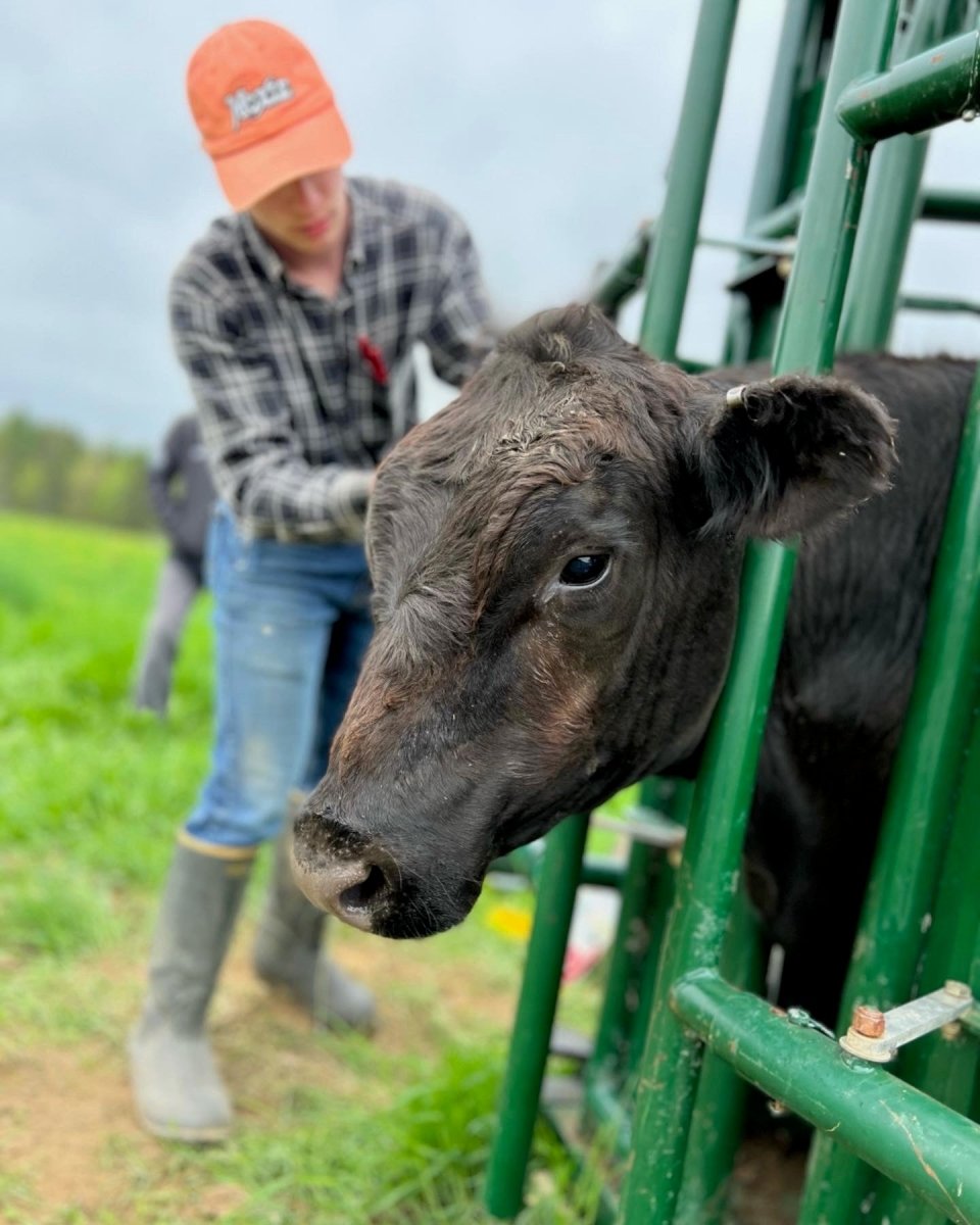 Why We Vaccinate Our Cattle — And Why It Matters to You - Heartstone Farm