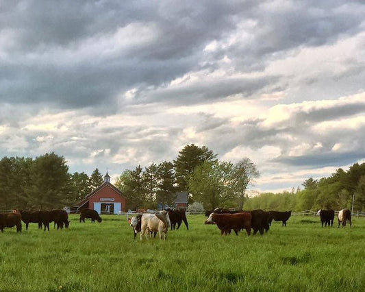 What's the Difference Between Grass Fed Beef and Grain Fed Beef? - Heartstone Farm