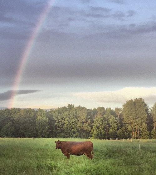 Here's Why Our Grass Fed Beef Tastes So Good - Heartstone Farm