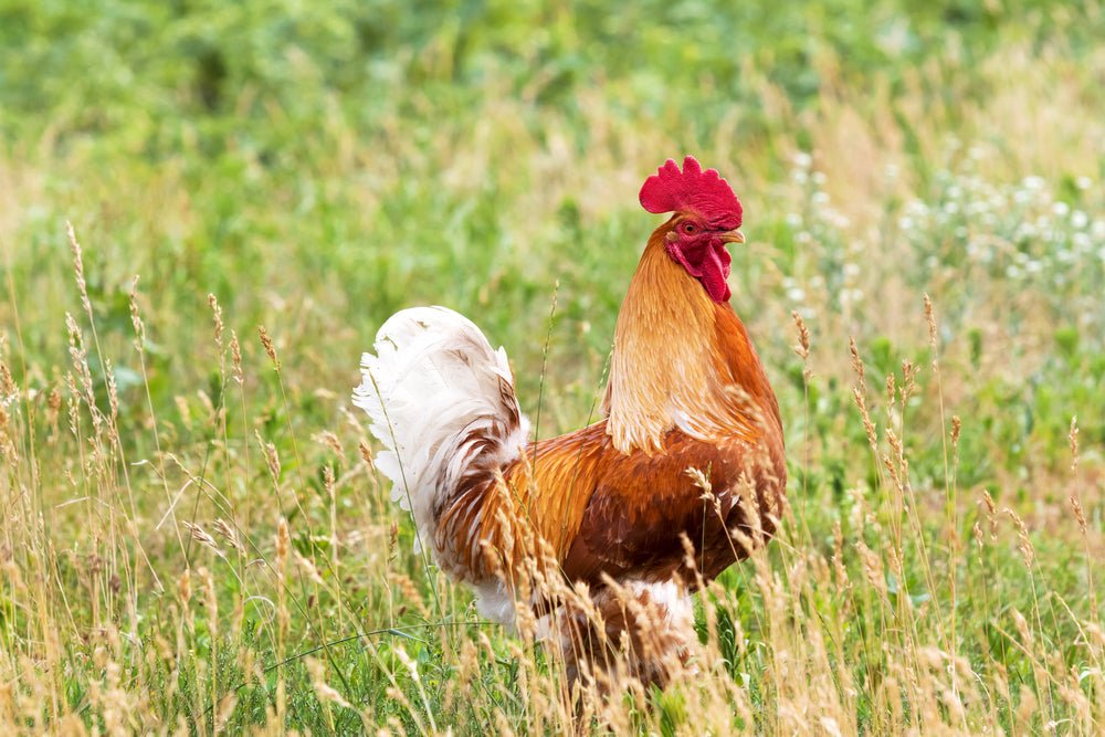 The Demise of Our Chicken Processor - What's Next? - Heartstone Farm