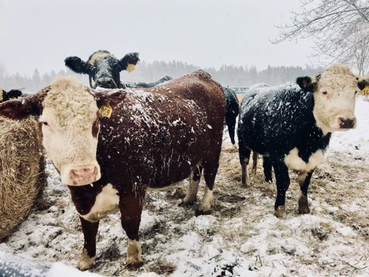 Taking care of the cows when it's -20 - Heartstone Farm