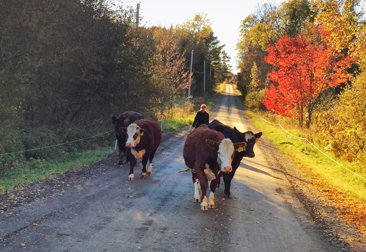 Top 10 Reasons To Buy A Beef Share From A Farmer - Heartstone Farm