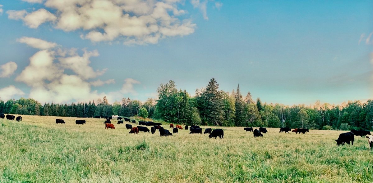 100% Grass-Fed and 100% American  - Why it matters - Heartstone Farm