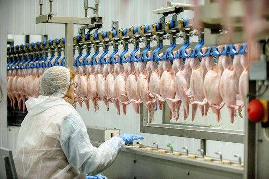 Why We Choose to Air-Chill Our Chicken - Heartstone Farm