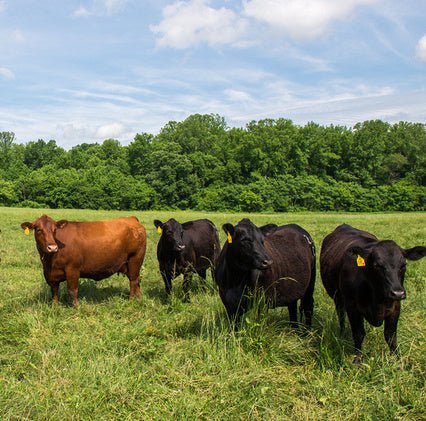 Why is our grass-fed beef more expensive than conventional beef at the supermarket? - Heartstone Farm