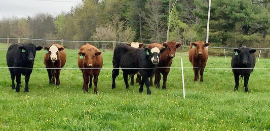 Here's why not all grass fed beef is equal - Heartstone Farm