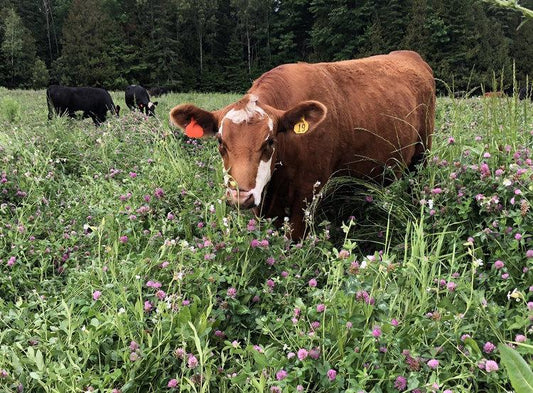 Red clover in our pastures is a natural alternative to antibiotics - Heartstone Farm