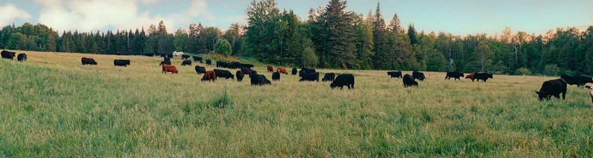 100% Grass Fed Beef - Heartstone Farm