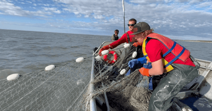 Wild Alaskan Sockeye Salmon - Heartstone Farm