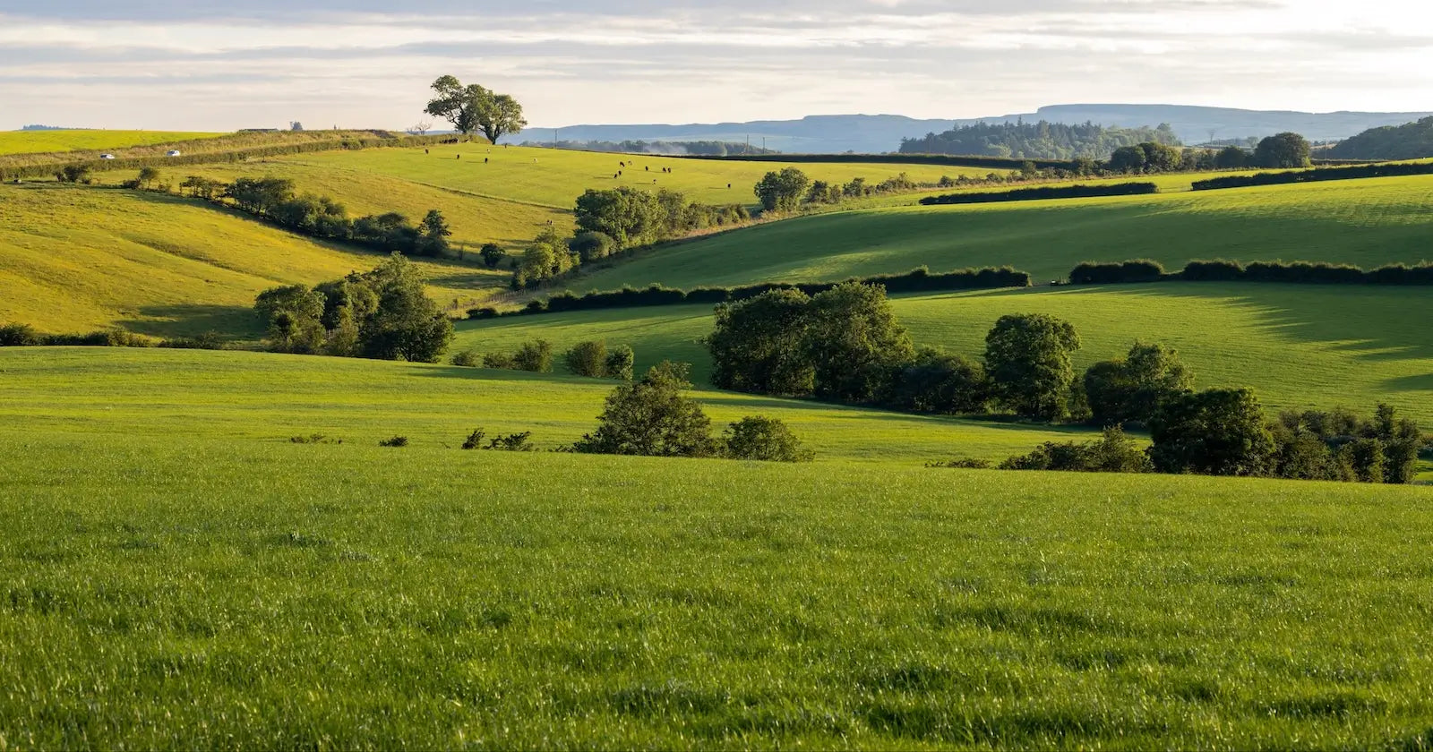 green rolling pasture with cattle